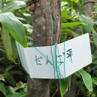 だんご平。ここが分岐になっていてここから周回ルートで下山出来ます。