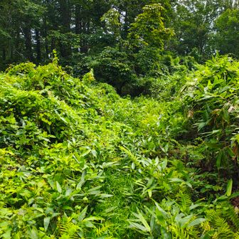 目の前が登山道です