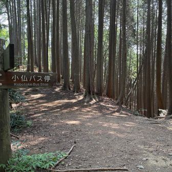 下山開始。小下沢分岐にて小休憩の後、南東尾根から下山するため画像内右下方向に進む。
熊が心配なので熊鈴をセット。鉄砲の発砲音を手で3回鳴らし、早足で下山する。