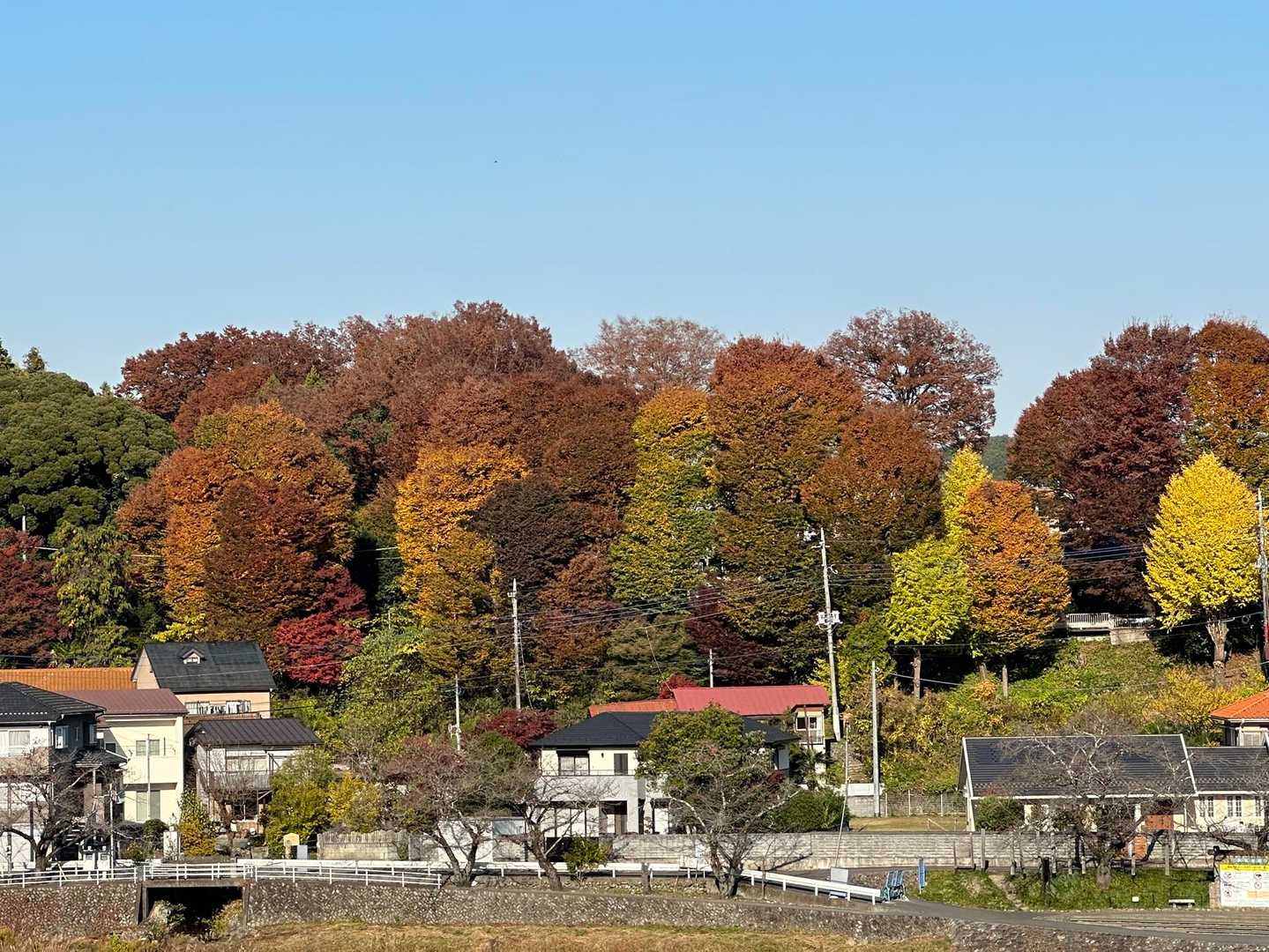 飯能駅-天覧山-天覧山 往復コースの写真
