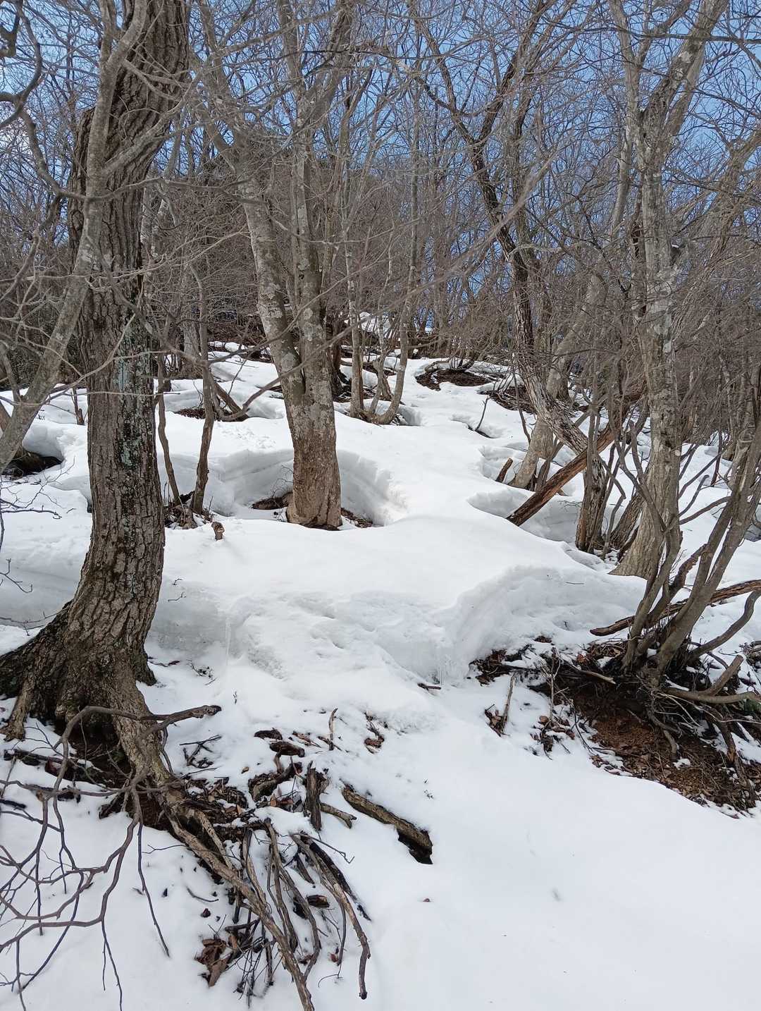 木の回りは雪が溶けて、面白い景色になってます。