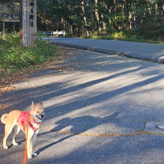 駐車場🅿️に戻ったら、元気になった。影が長い