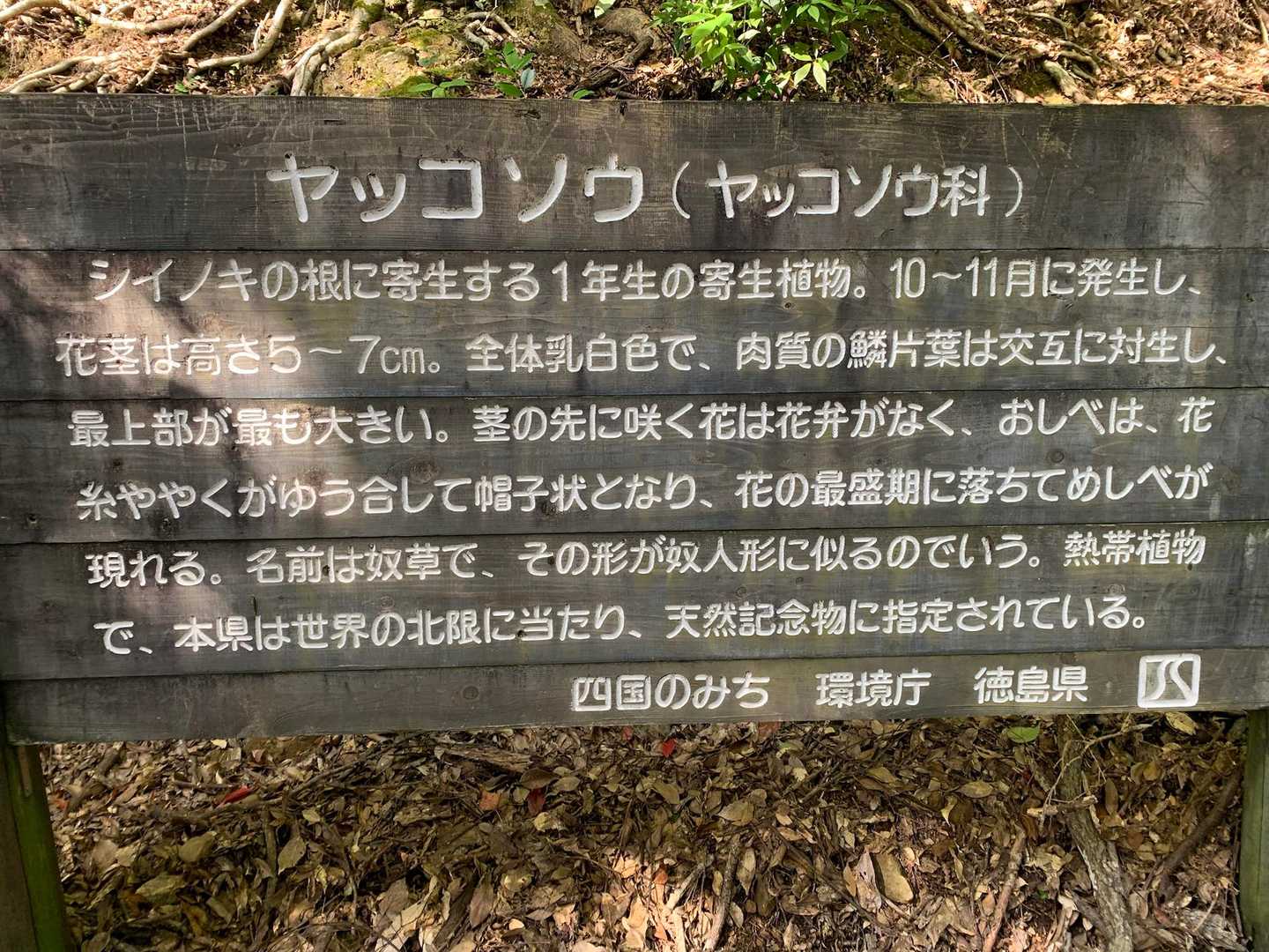 ヤッコソウ群生地-鈴ヶ峰 往復コースの写真