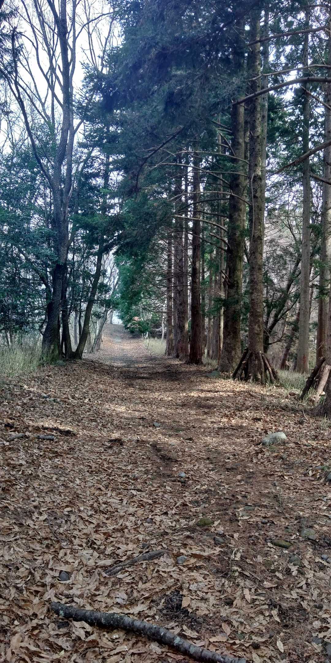 志高湖畔バス停-小鹿山 周回コースの写真