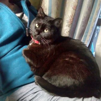 山と音楽と黒猫と。