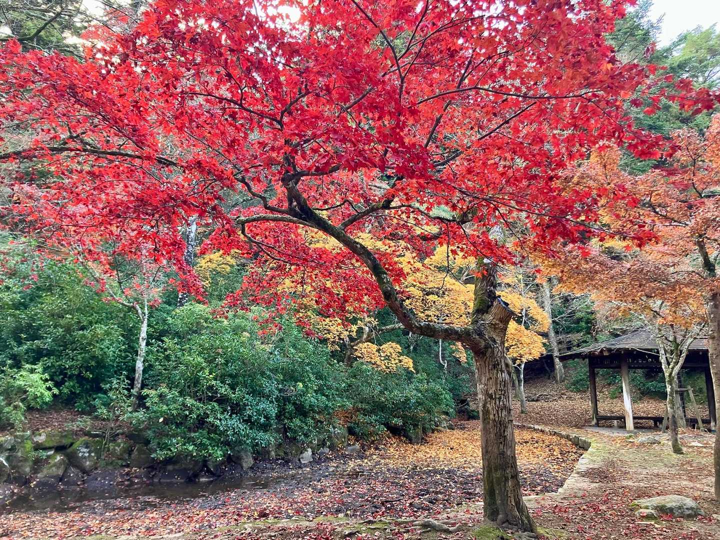 大元神社-弥山登山道入口　-前峠山-三剣山-弥山-紅葉谷橋 周回コースの写真