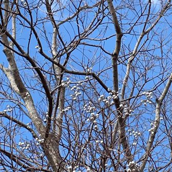 ナンキンハゼの白い実がまるでお花見たいでーす😍