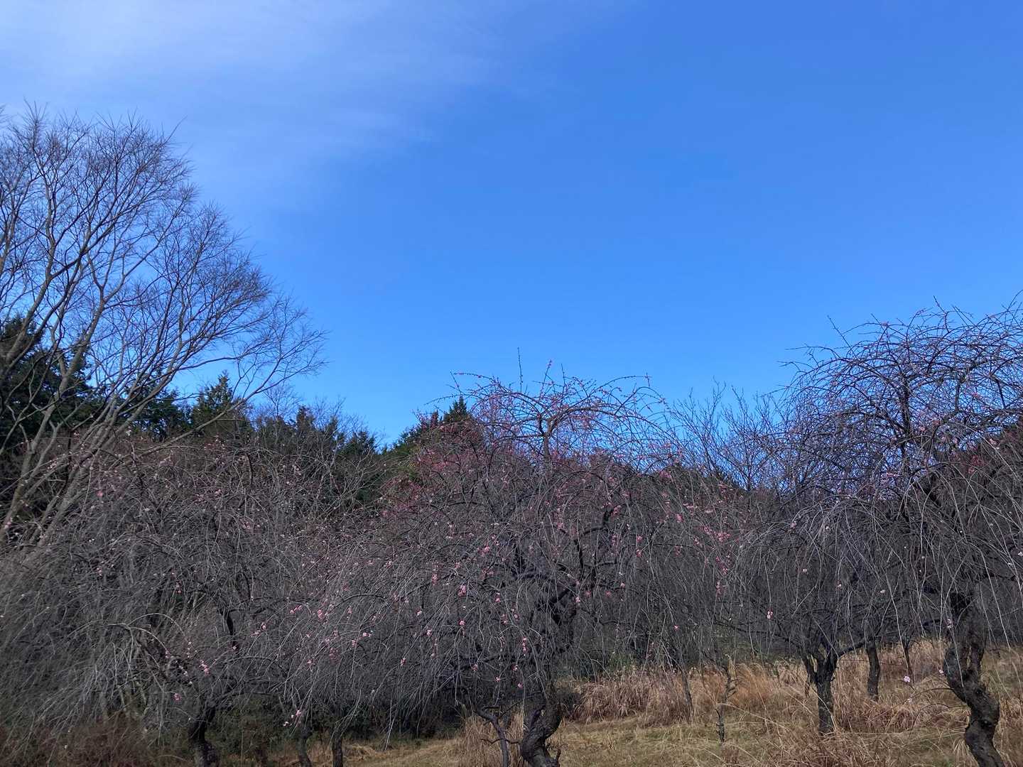 しだれ梅、ほぼ終了😅