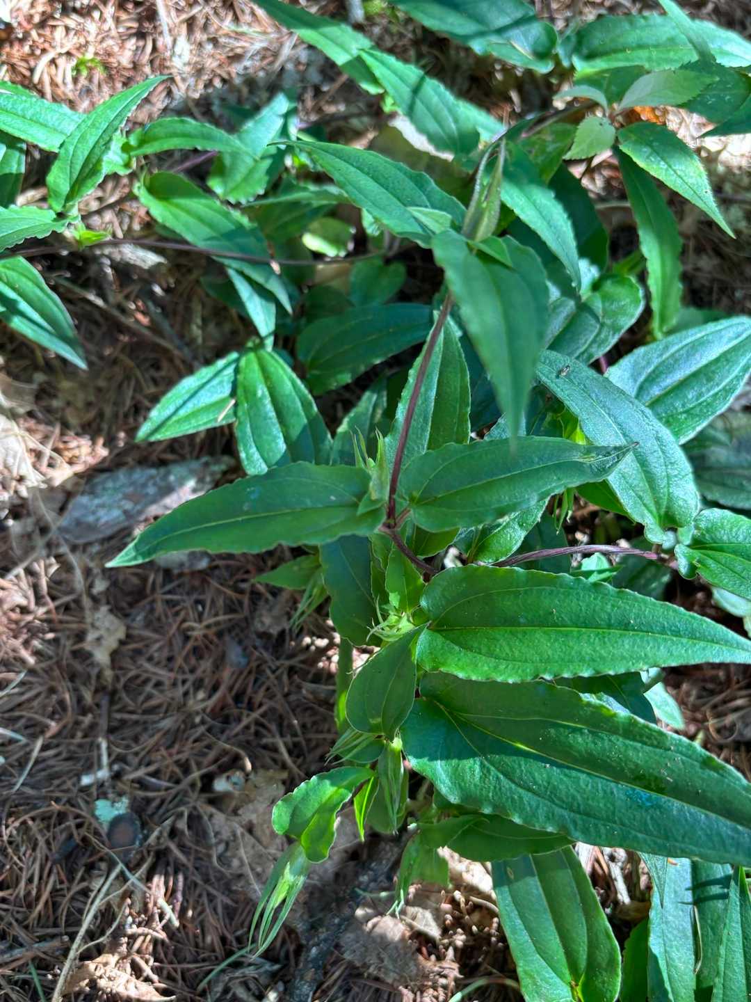ツルリンドウに蕾が沢山付いてます🎶