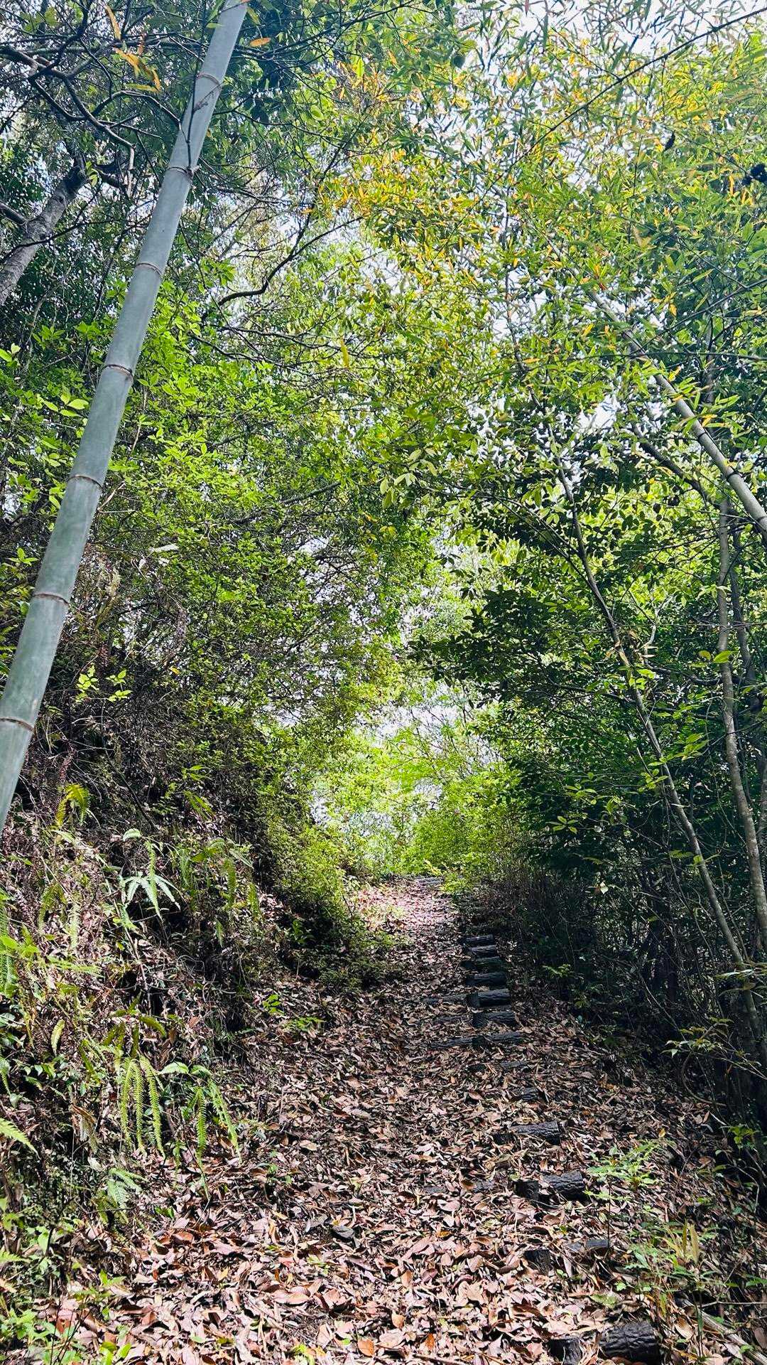 真妻山 往復コースの写真