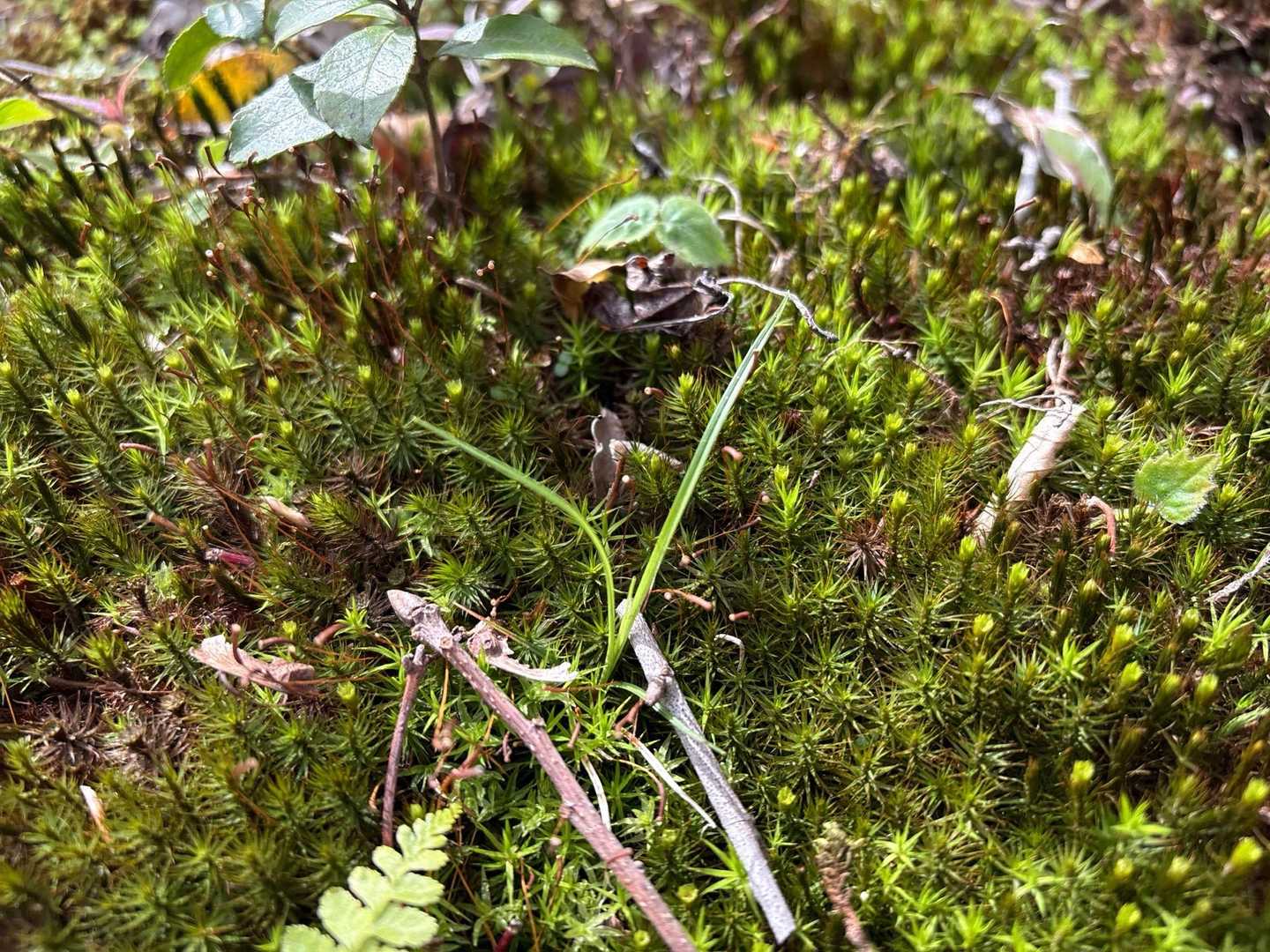 苔萌😍