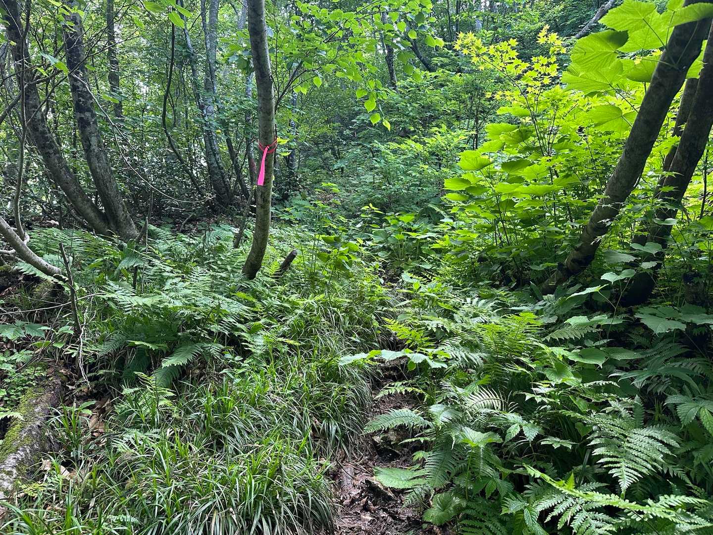 ヒスイ峡登山口-明星山 往復コースの写真