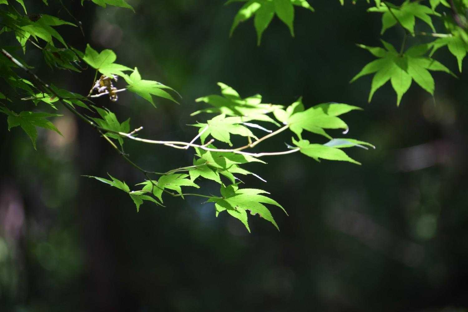 これから 楽しみだね🍁