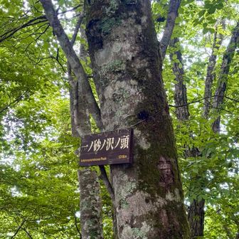 次のピークは長〜いnameの一ノ砂沢ノ頭