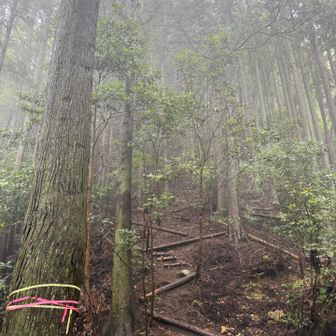 これを登れば山頂かなぁ？