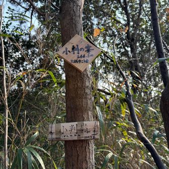 小判の割には四角すぎる