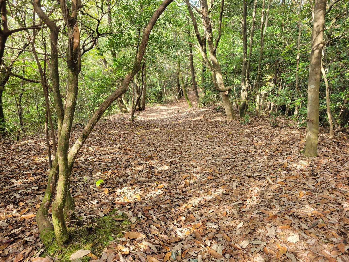 優しい登山道
ピストンで戻ります