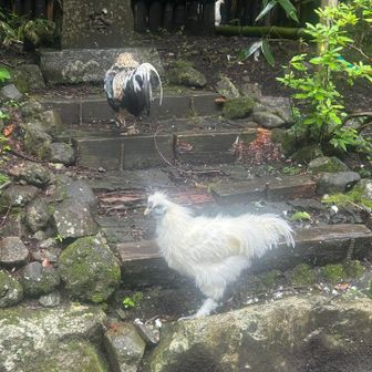 神社にいた烏骨鶏