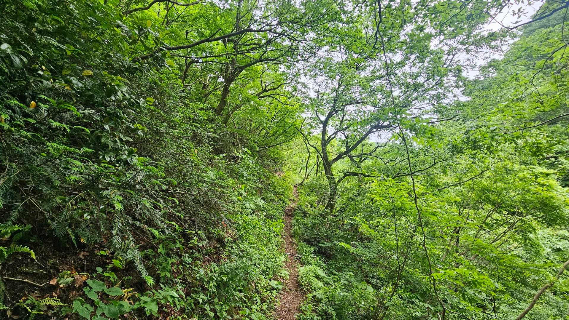おっ！ちゃんとした登山道です😊