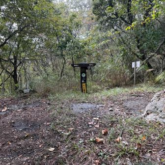 田代峠。飯盛山方面の左を行きましたが、ブッシュに阻まれあえなく撤退⤵︎