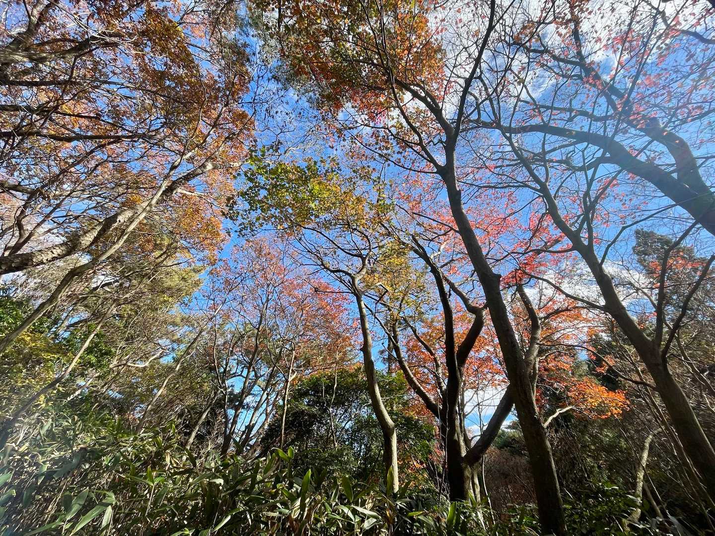 御岩神社-御岩山-高鈴山 周回コースの写真