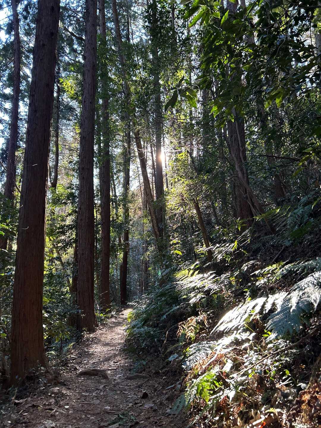 やっぱり山は気持ちいい😊
