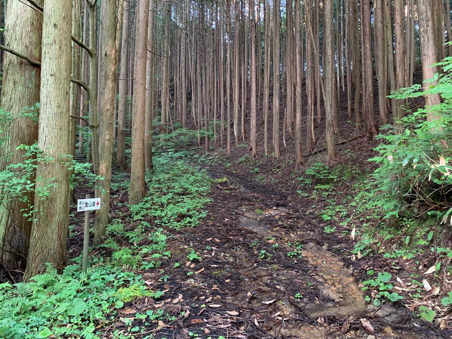 登山道と書いてるけど、登山口はまだ？