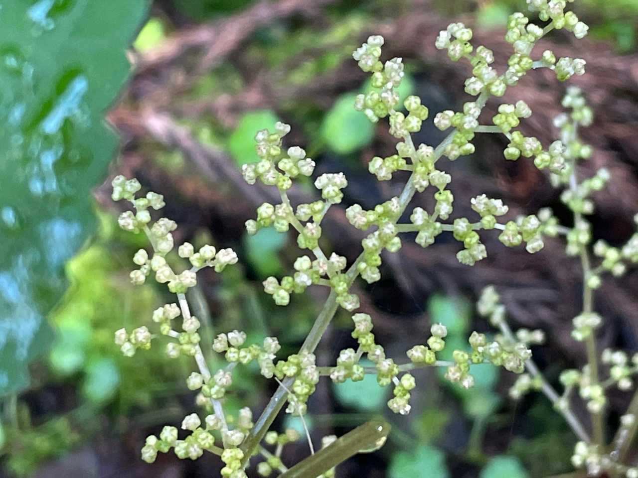 下は雄花の二段構え