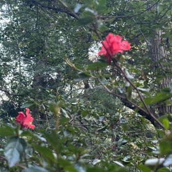 ツツジが🌺まだ咲いてる(笑)