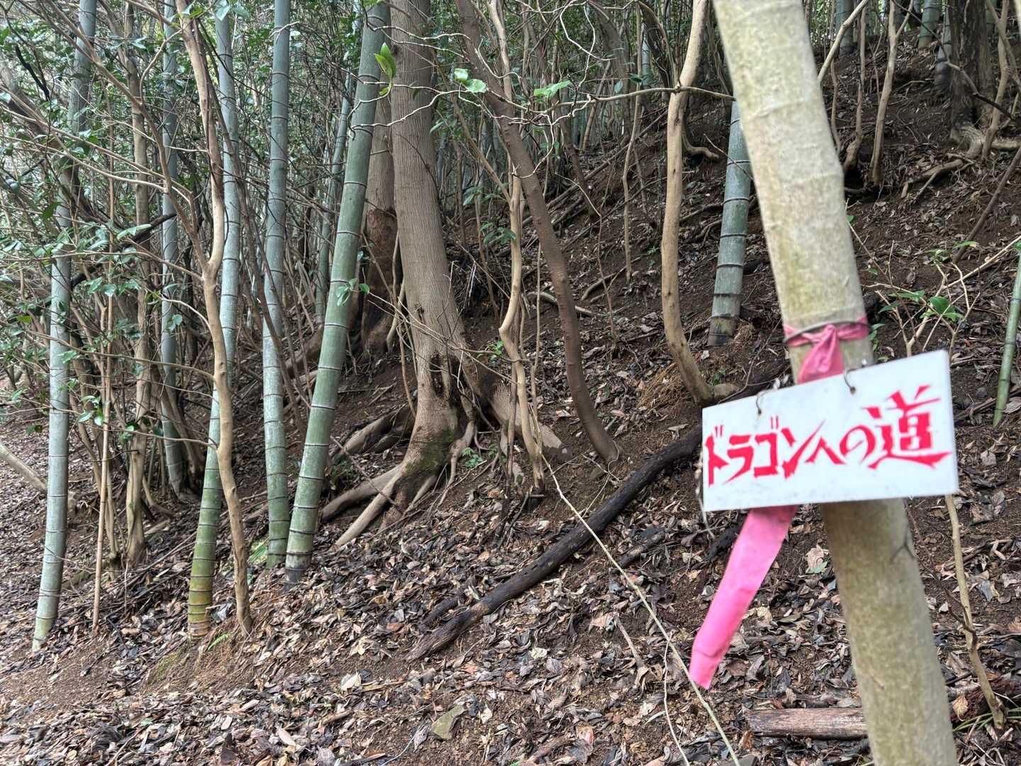 竜ヶ鼻 周回コースの写真