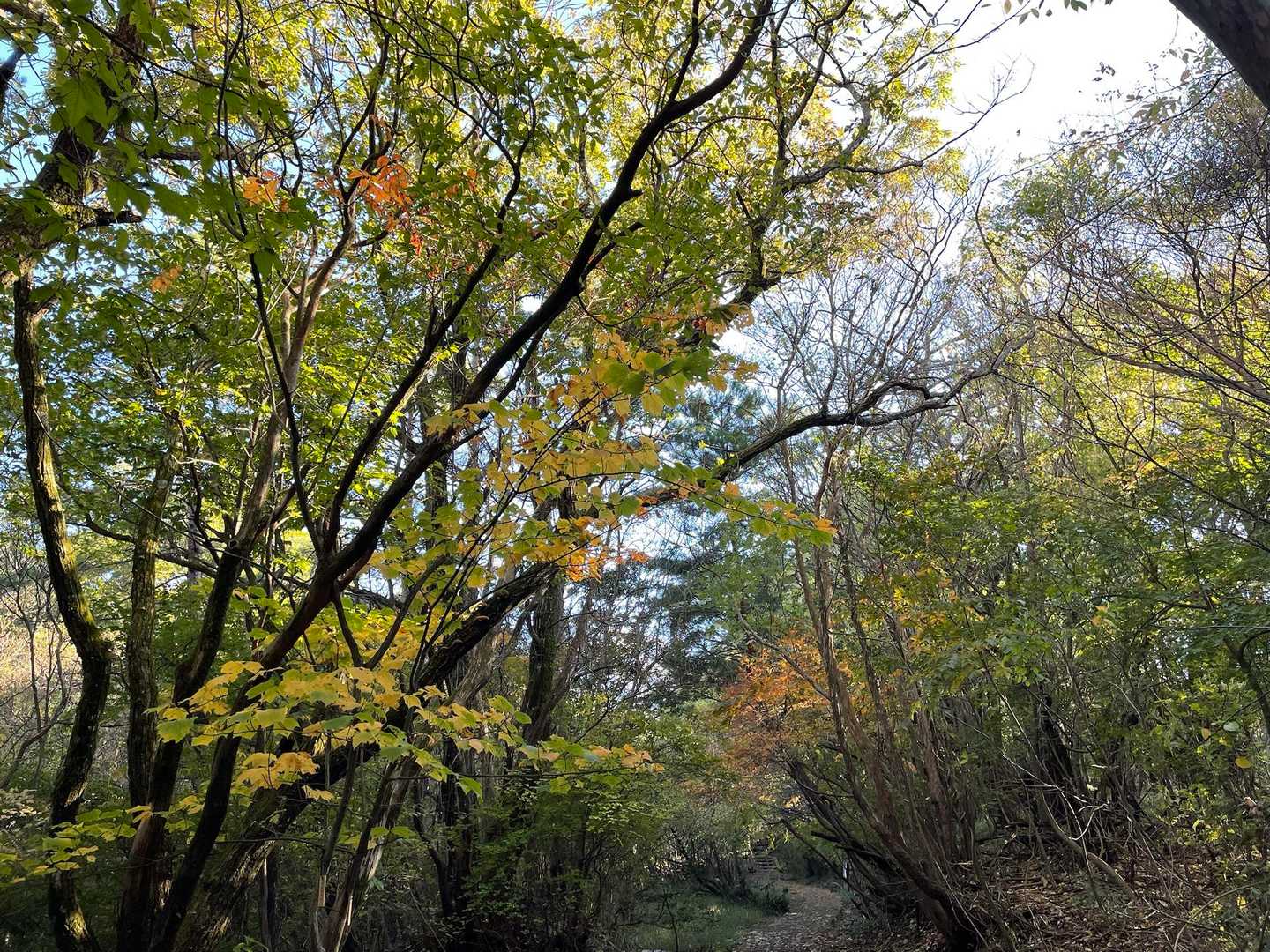 紅葉🍁探して