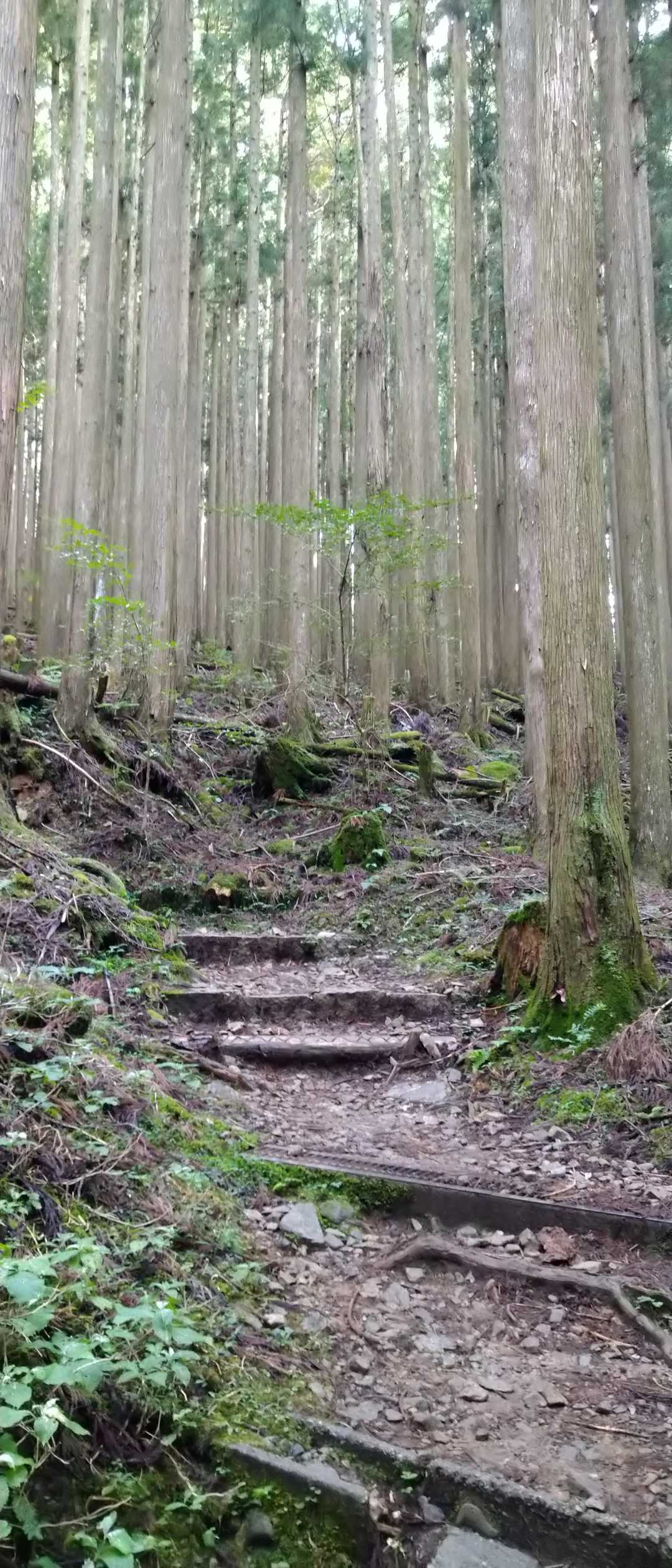 洞辻茶屋-山上ヶ岳 周回コースの写真