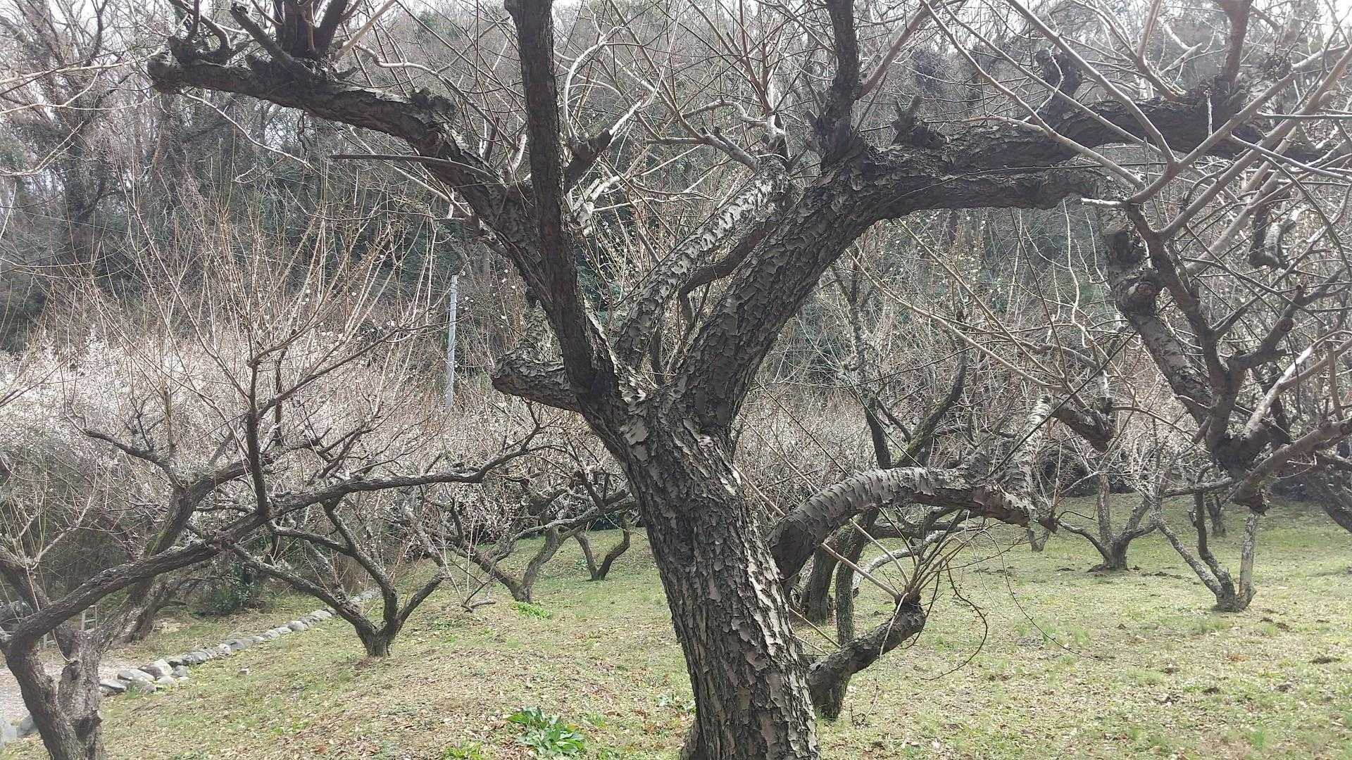 梅もそろそろ