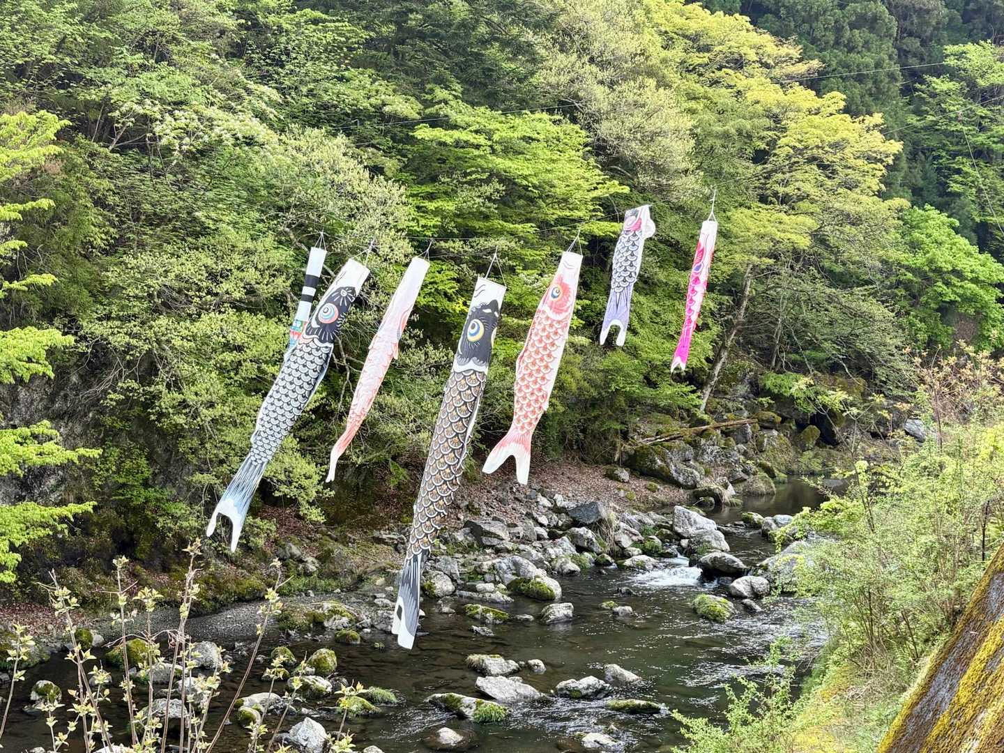 鯉のぼりがゆらゆら𓆛𓆜𓆝𓆞𓆟