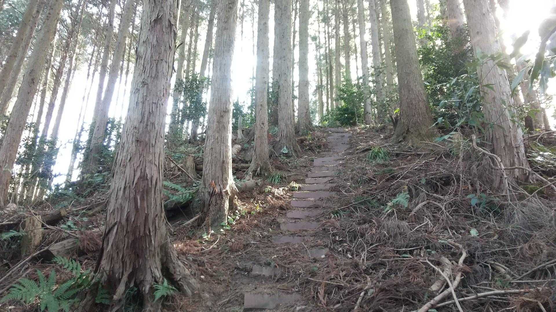 まだ登るんかい😢