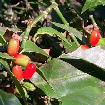 色付いたアオキ