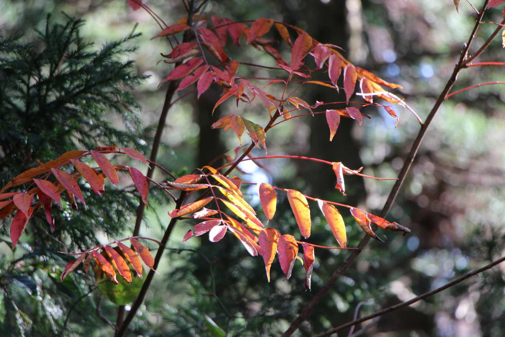 森の中の紅葉
