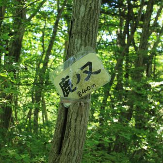 鹿ノ又に登り返すと、うんざりするほどだった笹が突然消える。踏み跡を辿っていくと山頂👍
帰路は林道方向へ（笹薮戻る気がしないよ💦）。
笹中に入り西側に延びる尾根を下ると笹がまたなくなる。そのあたりから左手下に林道が見える。作業道がジグザグに下りているのでそれを使って林道へ。