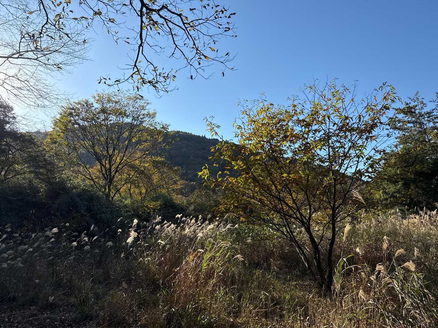 秋っぽい🍂
