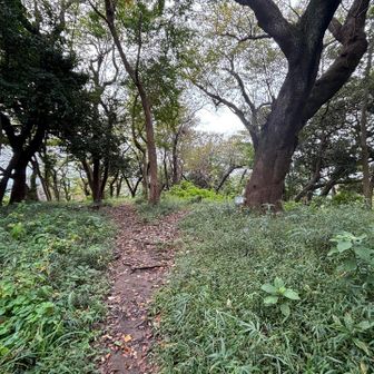 山頂は広い