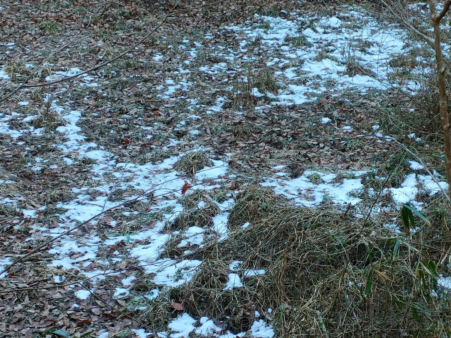 日影は雪❄