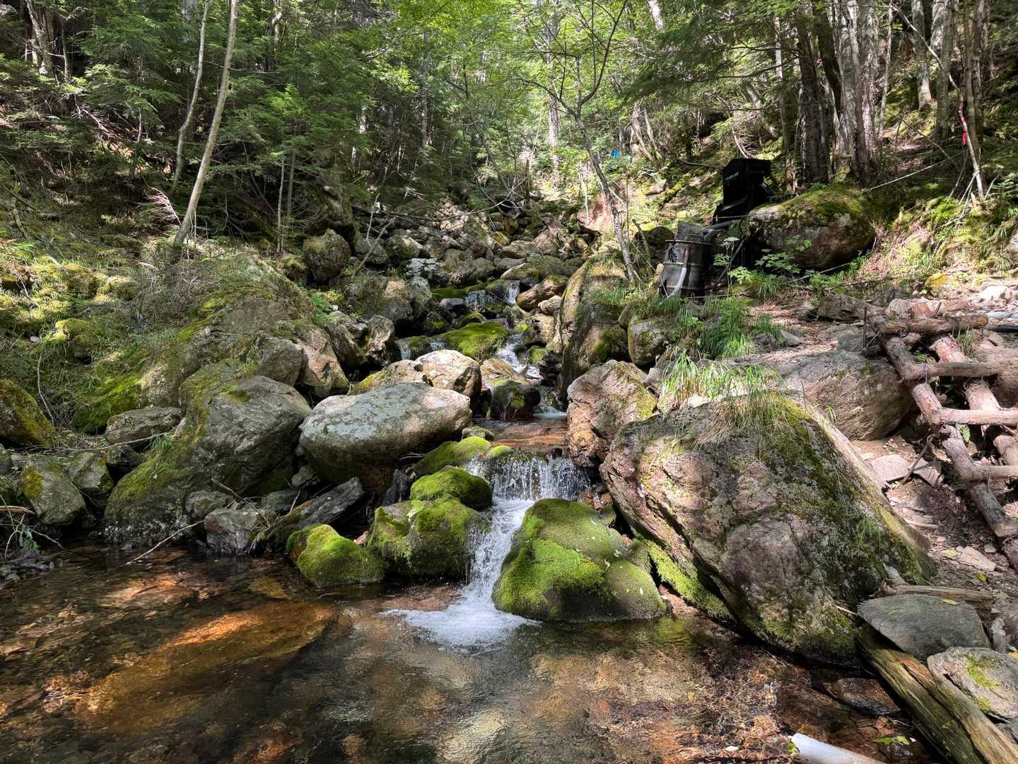 美しい苔の森🌳と豊かな水💧に癒される😌