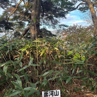 面河山
展望ほぼなし