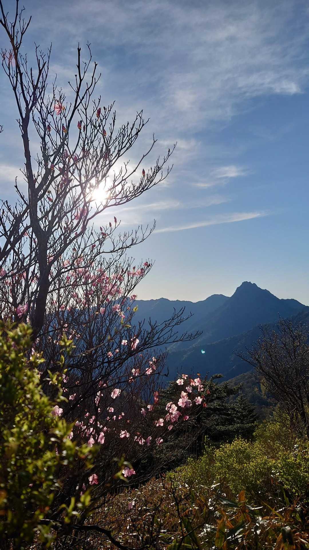 💫石鎚山
ちょっと花付きが〰️
