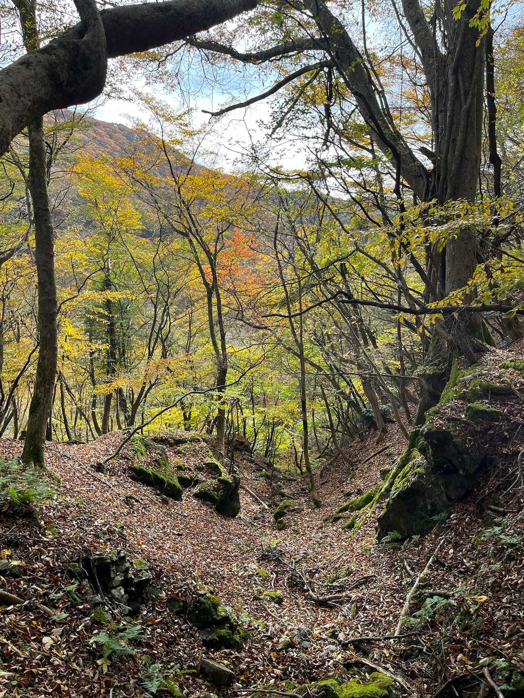 雰囲気たまらない
THE ニッポンノコウヨウ🍁って、私の勝手なイメージ😅