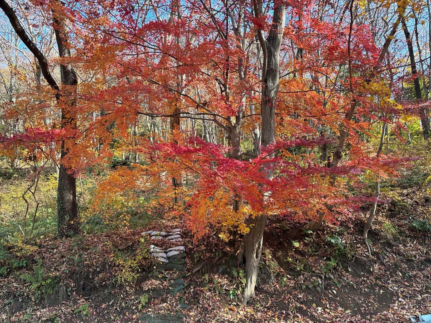 紅葉🍁