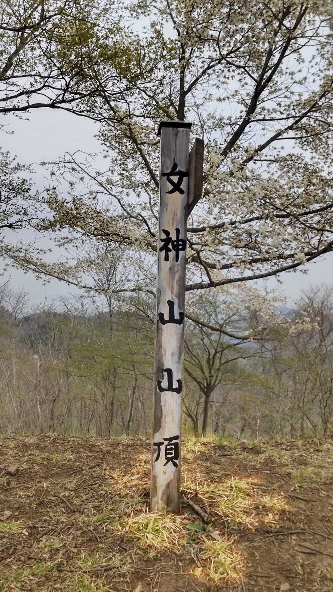 女神山 周回コースの写真