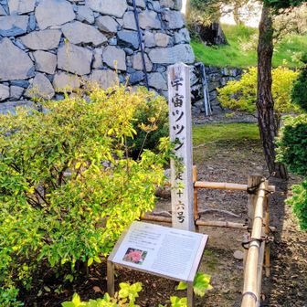 ［宇宙ツツジ］
日本初の女性宇宙飛行士向井千秋さんと宇宙を旅したツツジの種から発芽させたもので、全日本花いっぱい館林大会を記念して群馬県館林市から松本市に寄贈されました。
松本市は、花いっぱい運動発祥の地として、長年この運動に取り組んでいます。
　平成12年(2000)5月1日植樹
