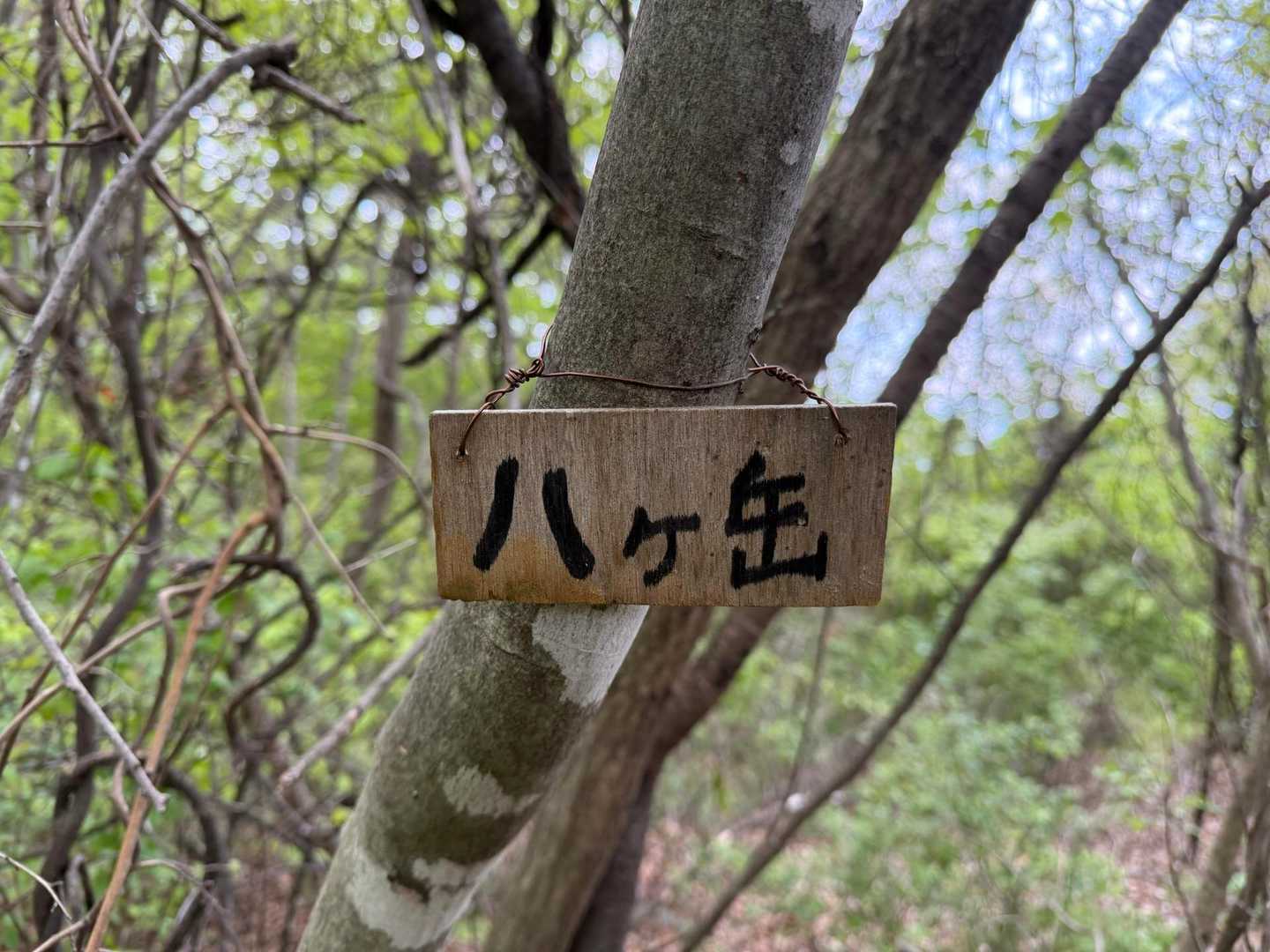 釈尊寺-八ヶ岳-安藤百福記念アウトドアアクティビティセンタ 周回コースの写真