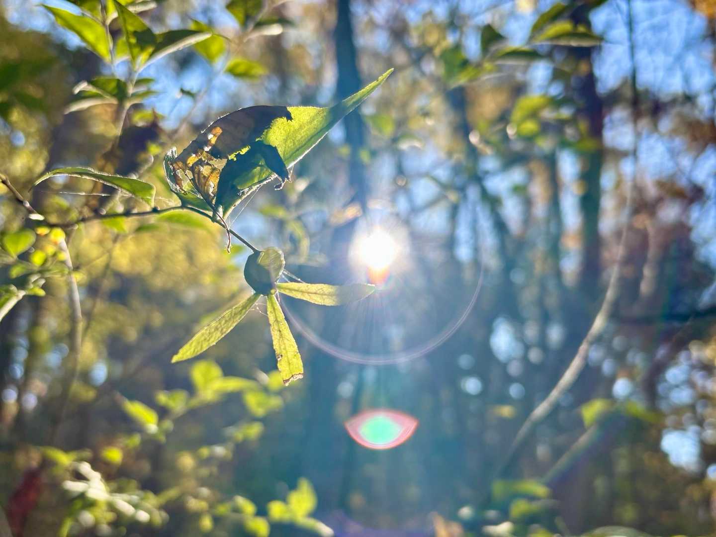 衝羽根（つくばね）
陽に照らされてかわいい😍